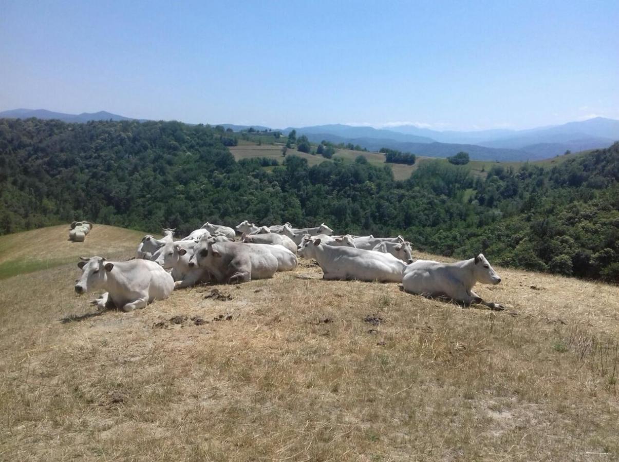 Residenza Anastasia Ceva Εξωτερικό φωτογραφία
